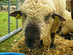 Mouton Dorset